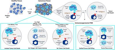 Evolution by innovation as a driving force to improve TCR-T therapies